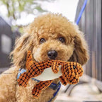 Indestructible Chew Dino - Dog Toy 2.0 Upgrade Version